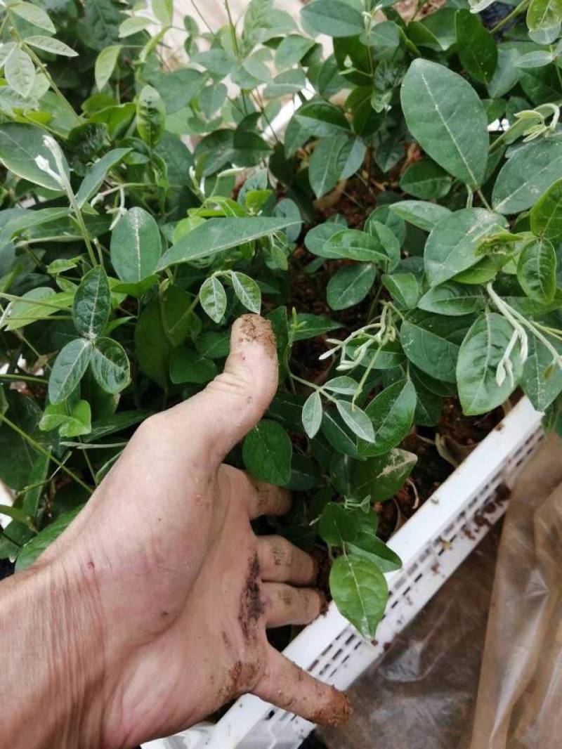 牛大力种苗黄毛大叶牛大力育苗基地，品种纯正