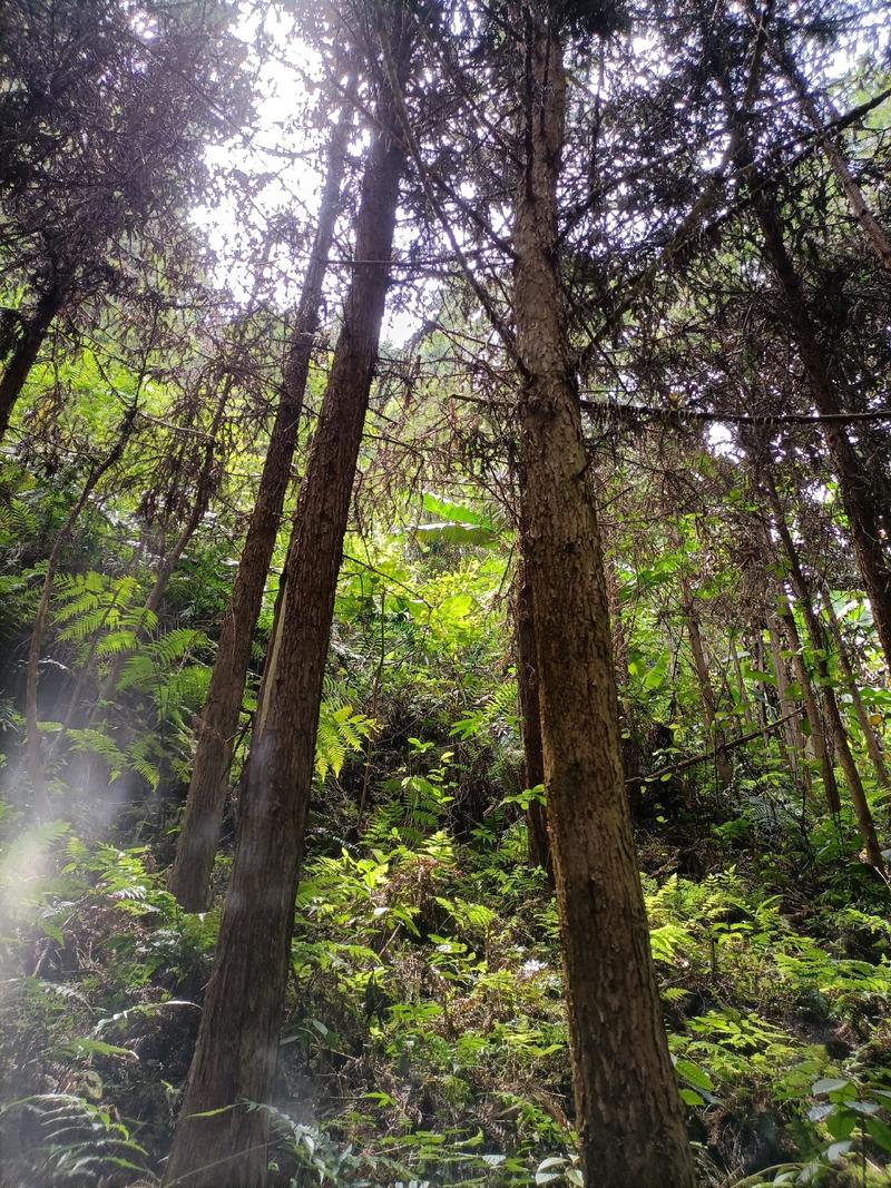 有几万株杉木中林转让连地一起出租，有二十兜左右寿材木，空