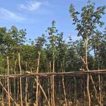 大量黄花风铃木5～6公分出售