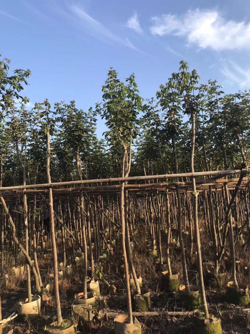 大量黄花风铃木5～6公分出售