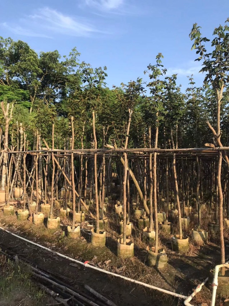 大量黄花风铃木5～6公分出售