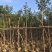大量黄花风铃木5～6公分出售