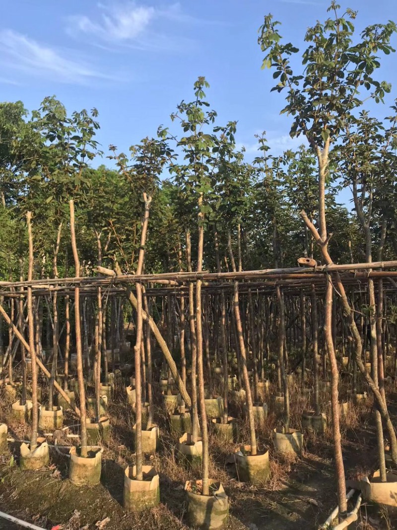 大量黄花风铃木5～6公分出售