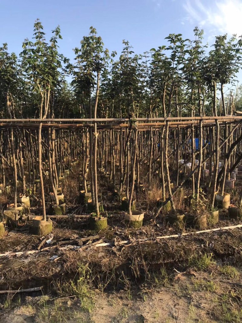 大量黄花风铃木5～6公分出售