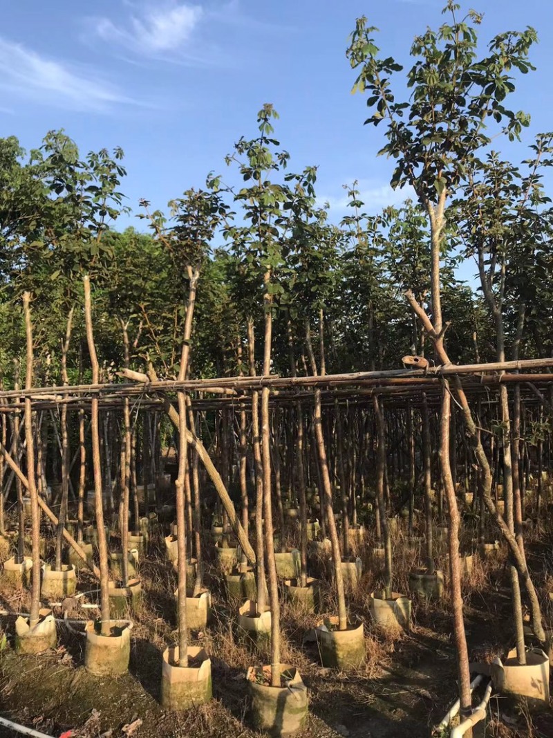 大量黄花风铃木5～6公分出售