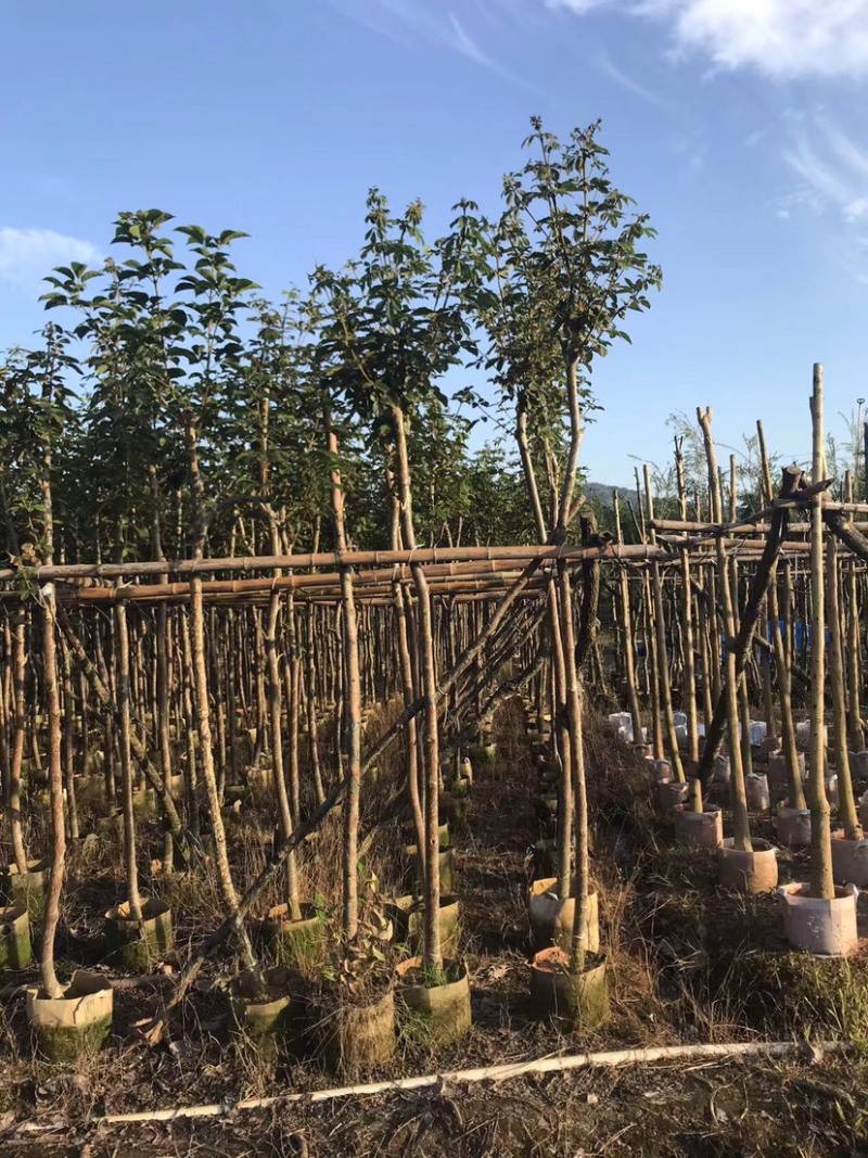 大量黄花风铃木5～6公分出售