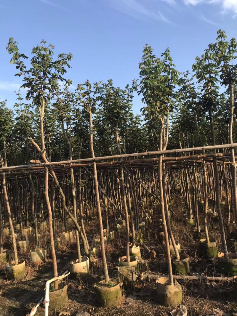 大量黄花风铃木5～6公分出售