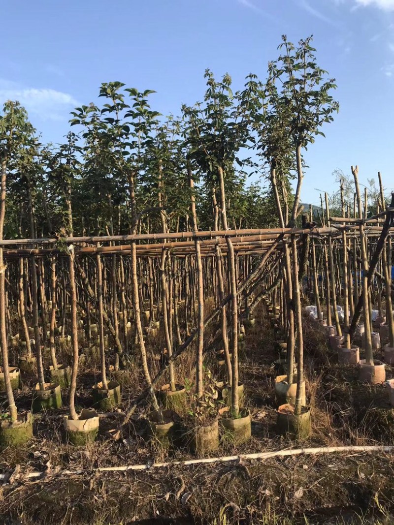 大量黄花风铃木5～6公分出售