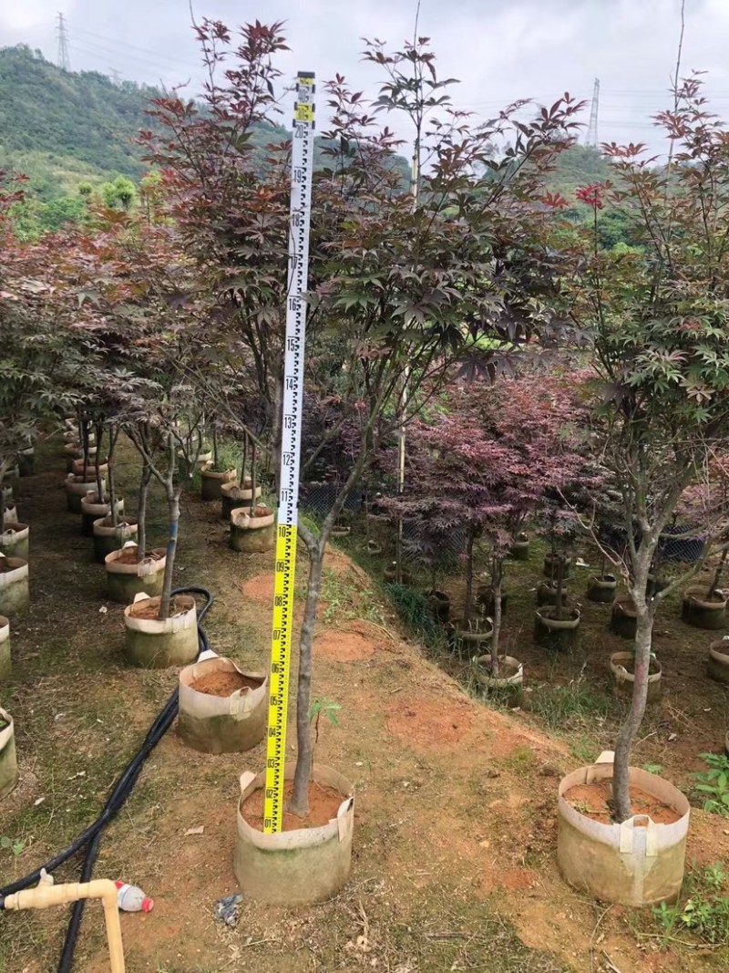 红枫