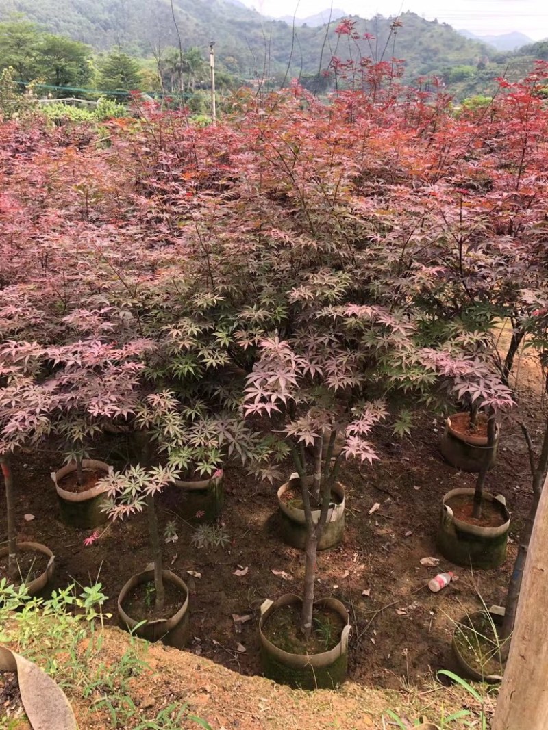 红枫