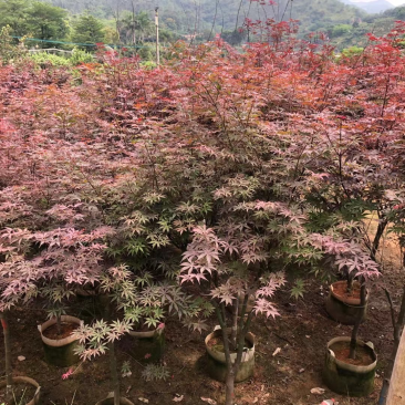 红枫