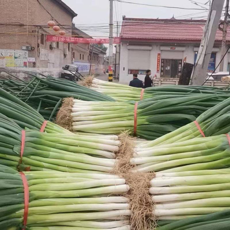 长白大葱