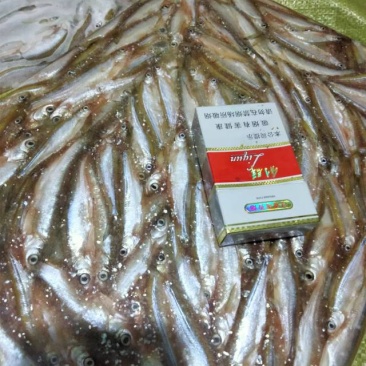 各种规格扒肚速冻白条鱼欢迎你订购：质量保证