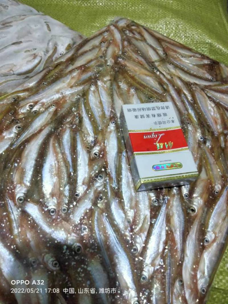 各种规格扒肚速冻白条鱼欢迎你订购：质量保证