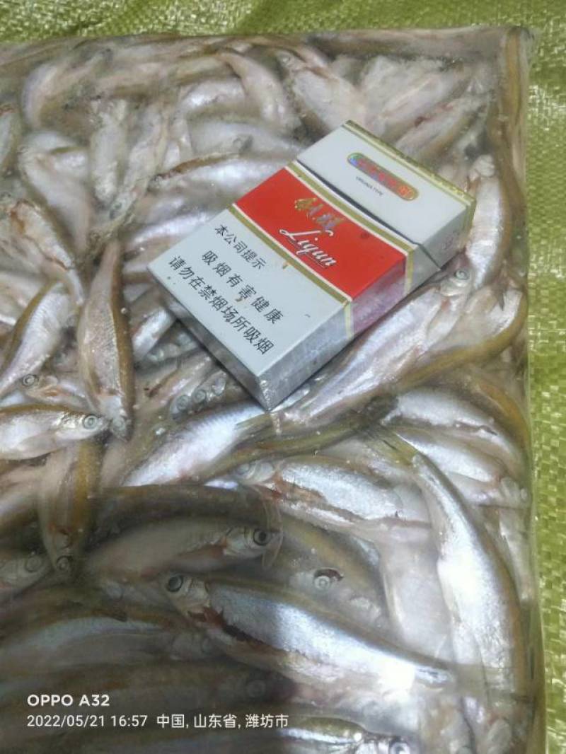各种规格扒肚速冻白条鱼欢迎你订购：质量保证