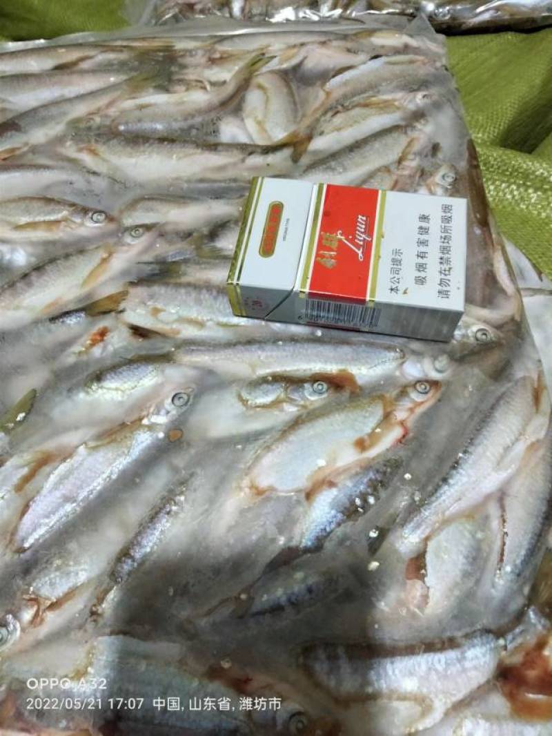 各种规格扒肚速冻白条鱼欢迎你订购：质量保证