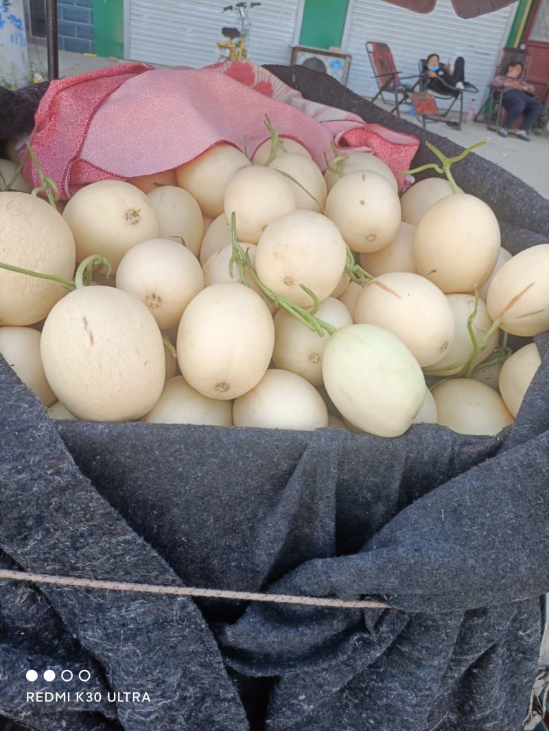 玉菇