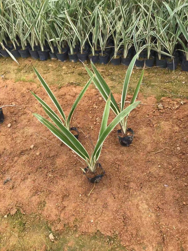 大量银边山管兰7⃣️斤袋出售