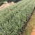大量银边山管兰7⃣️斤袋出售