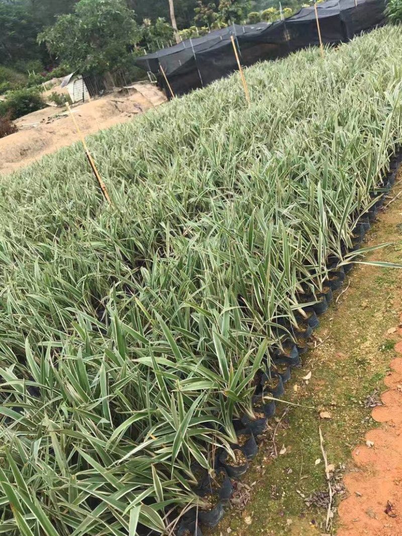 大量银边山管兰7⃣️斤袋出售