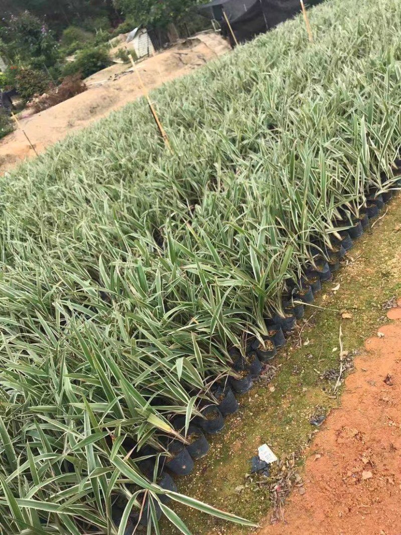 大量银边山管兰7⃣️斤袋出售