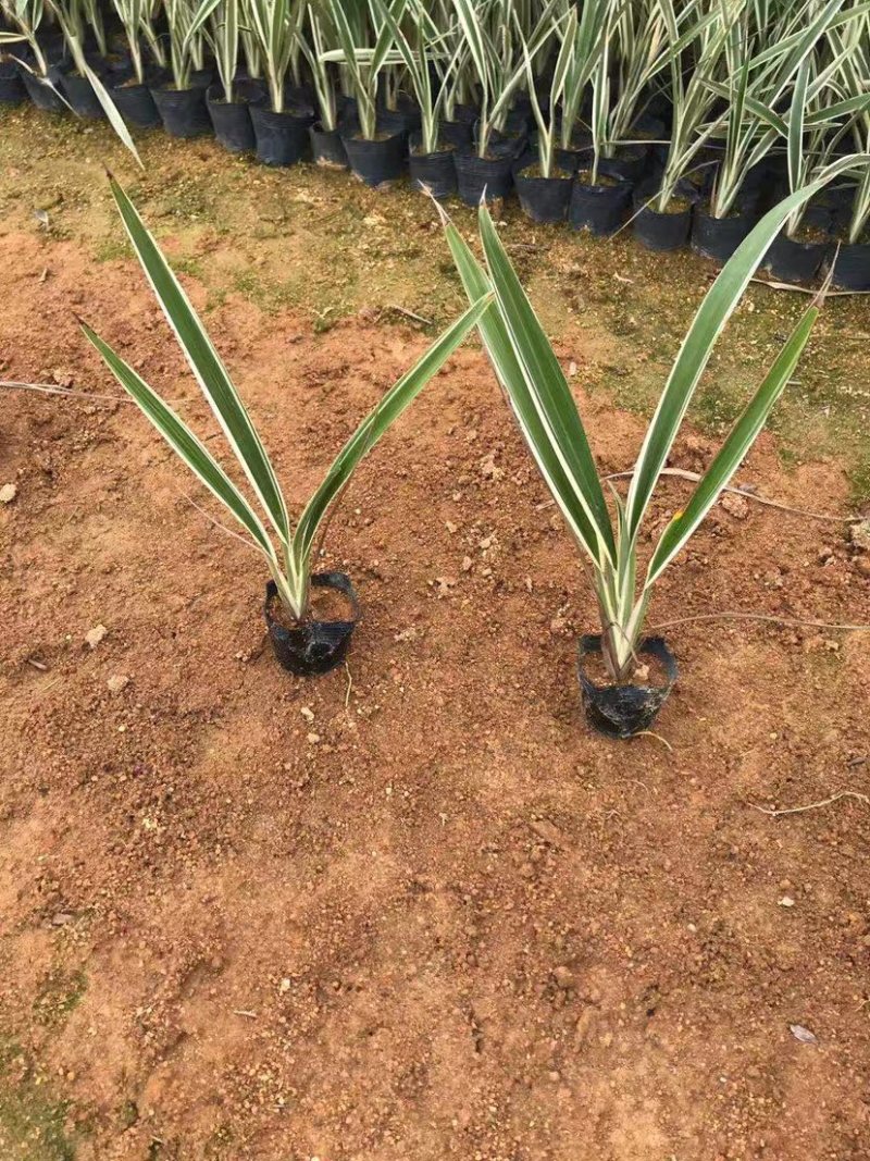 大量银边山管兰7⃣️斤袋出售