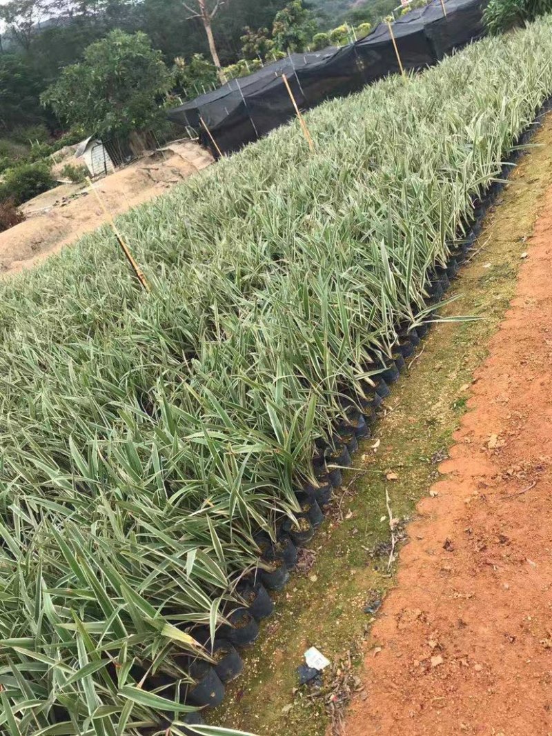 大量银边山管兰7⃣️斤袋出售