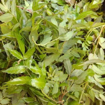 藤茶莓茶白茶野山草药