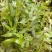 藤茶莓茶白茶野山草药