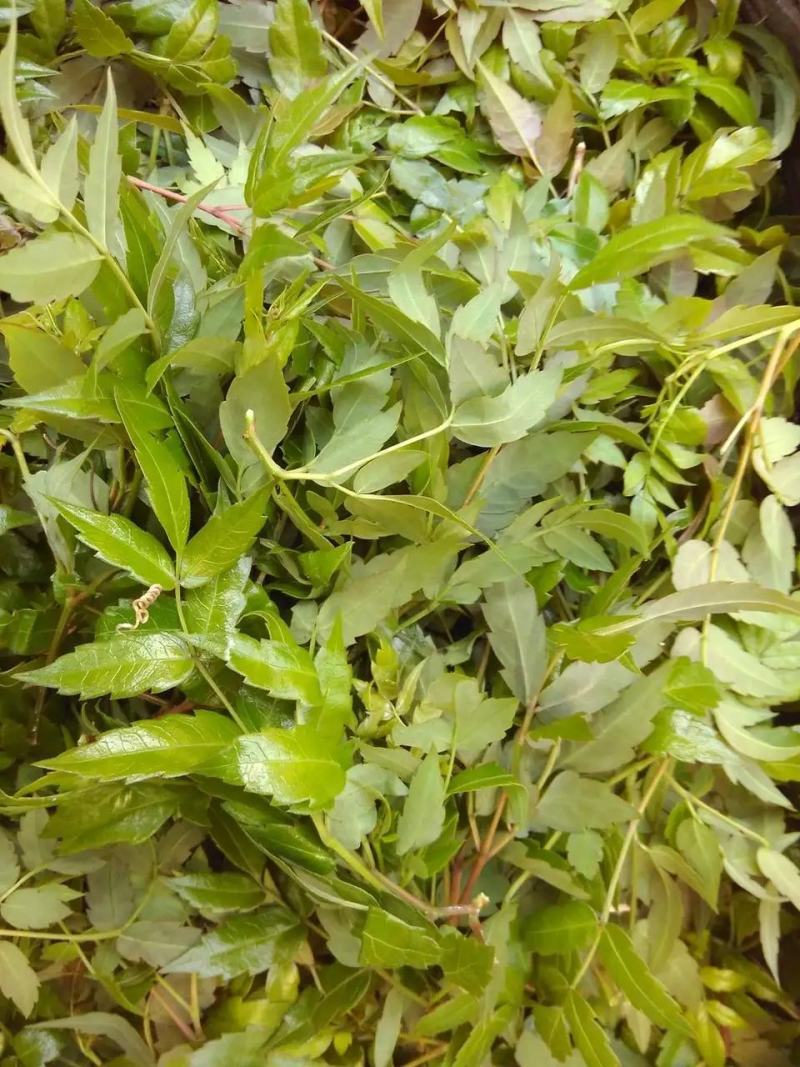 藤茶莓茶白茶野山草药