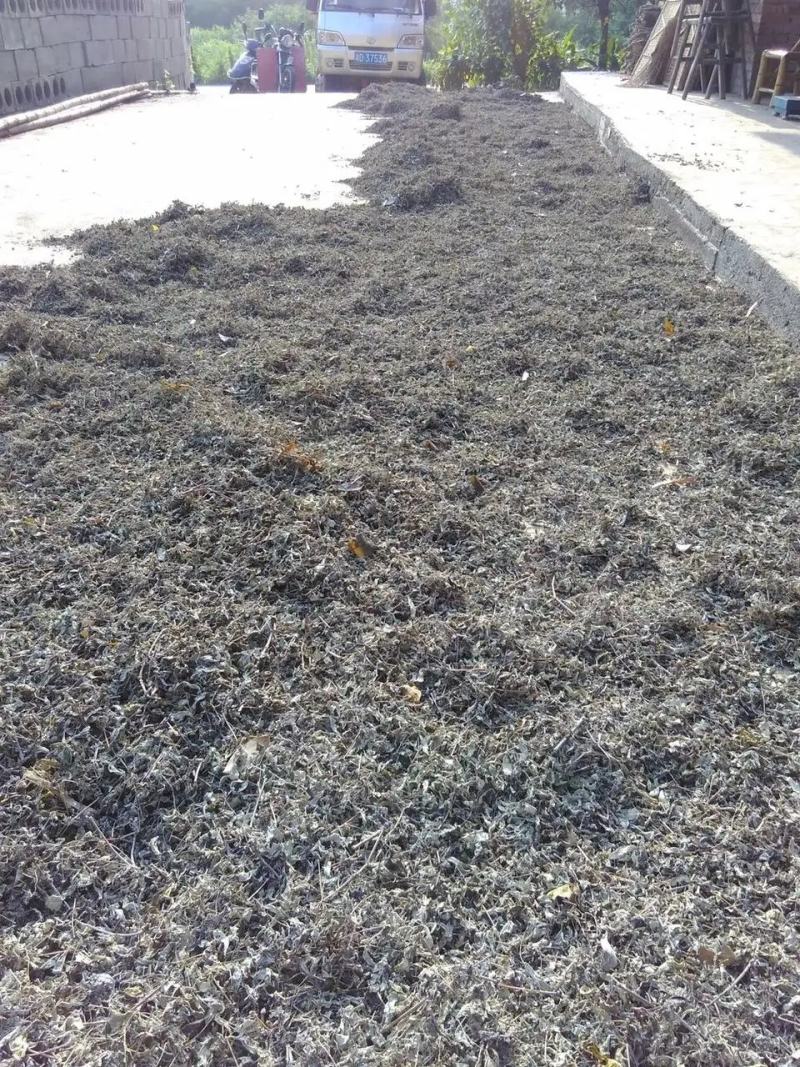 藤茶莓茶白茶野山草药