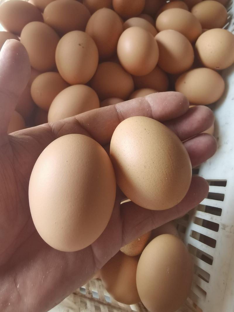 鸡蛋，粉蛋，红皮鸡蛋，大，中，小，
