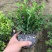 满天星盆栽四季开花植物多年生室内外阳台庭院好养花卉带花苞