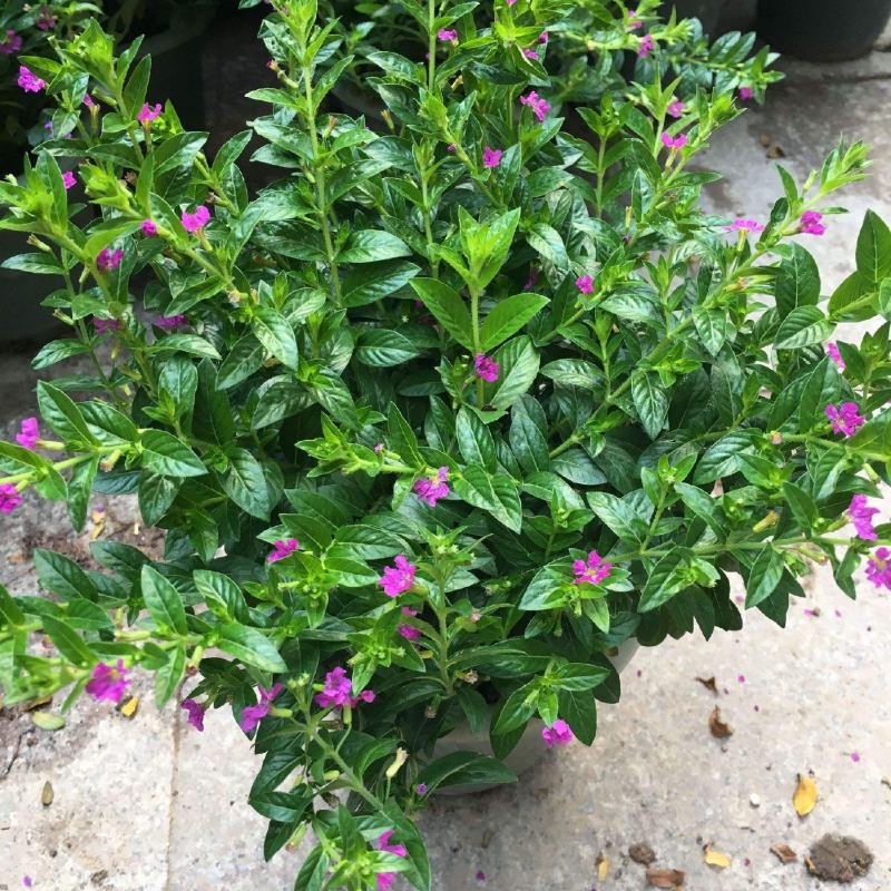 满天星盆栽四季开花植物多年生室内外阳台庭院好养花卉带花苞