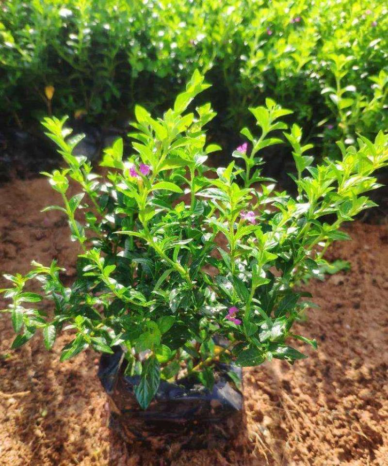 满天星盆栽四季开花植物多年生室内外阳台庭院好养花卉带花苞