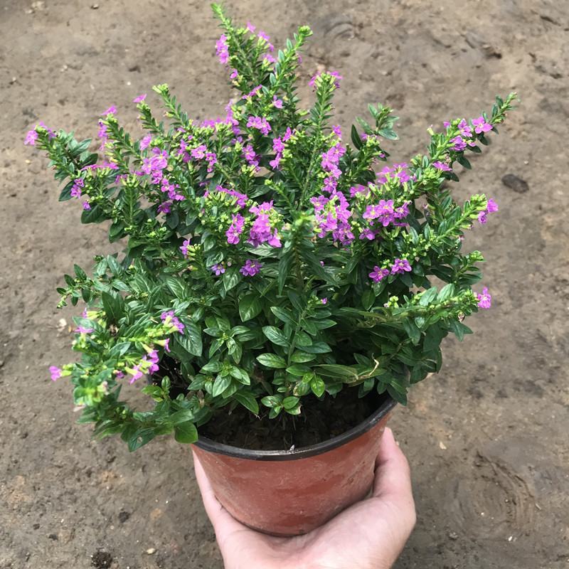 满天星盆栽四季开花植物多年生室内外阳台庭院好养花卉带花苞