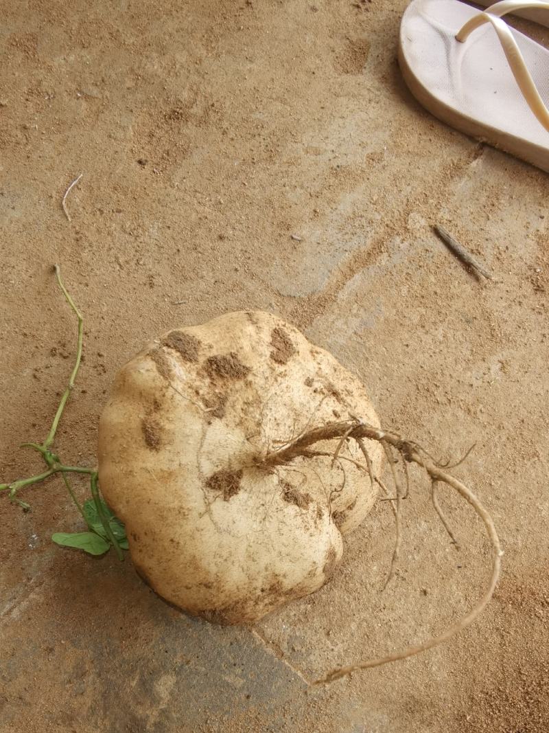 豆薯凉薯地瓜批发整车