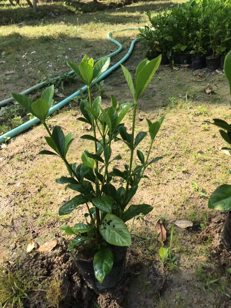 大量七斤袋桅子花出售