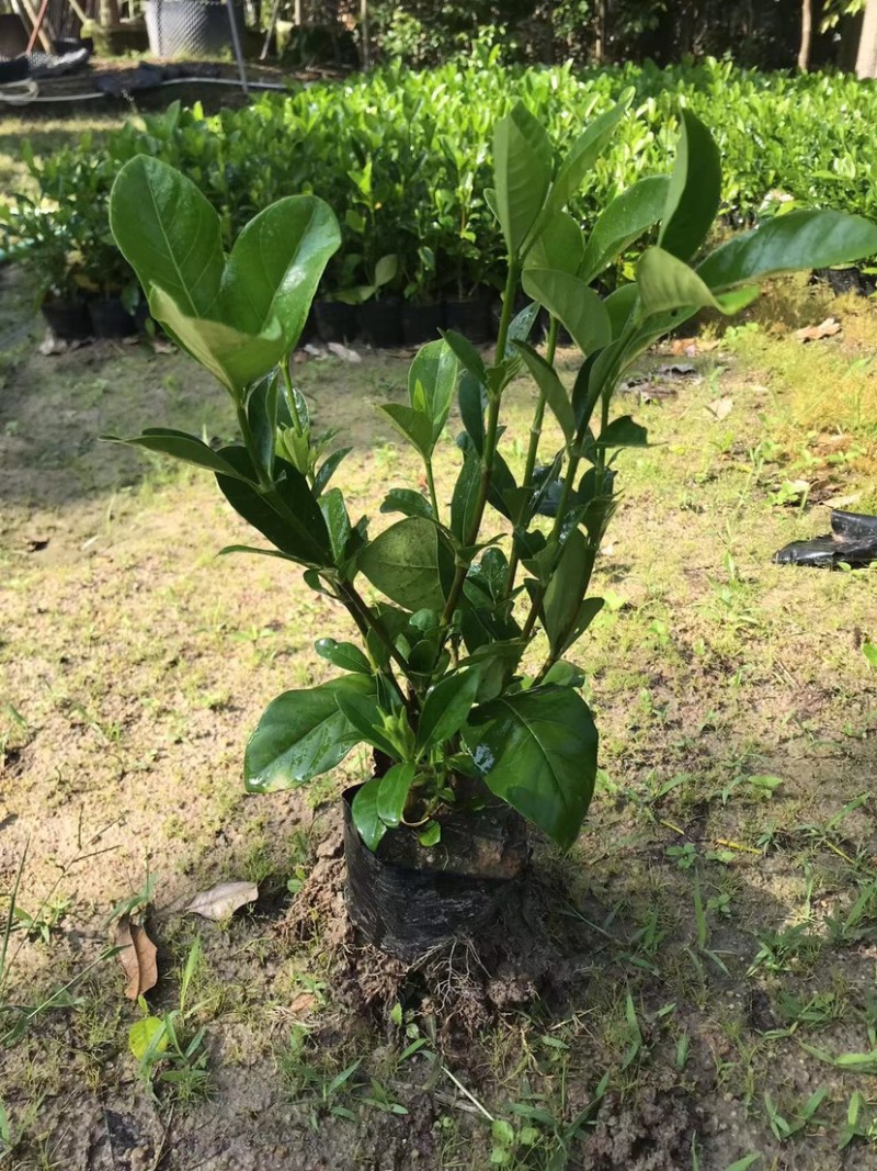 大量七斤袋桅子花出售