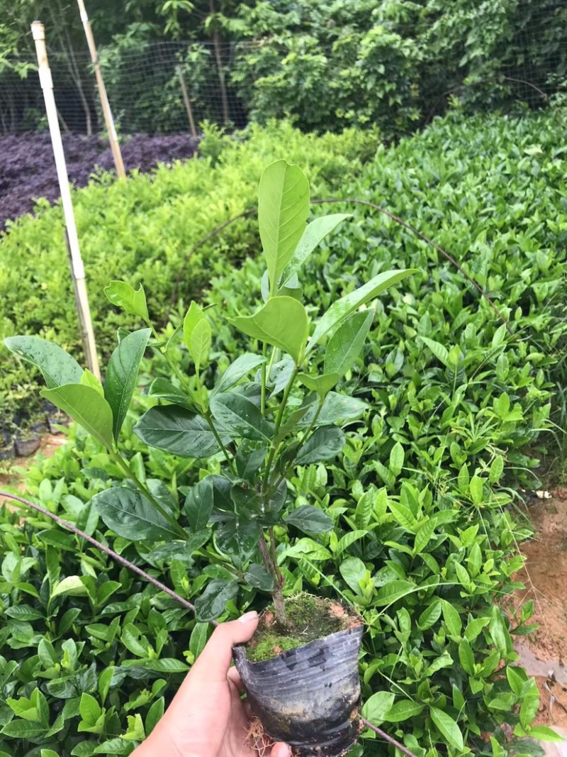 大量七斤袋桅子花出售