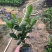 大量七斤袋桅子花出售