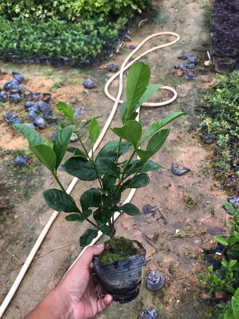大量七斤袋桅子花出售