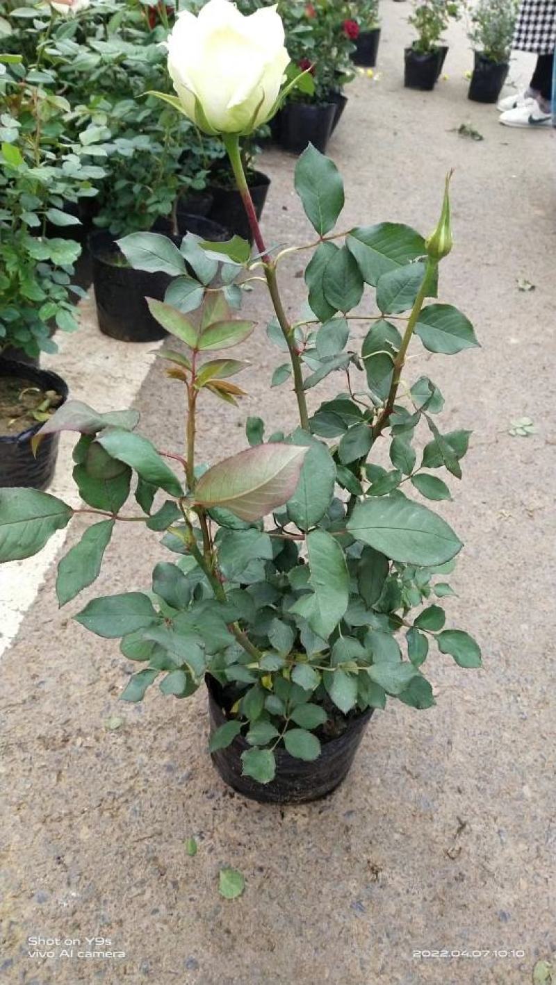 红双喜月季花苗多季开花植物浓香大花玫瑰花卉丰花月季盆栽