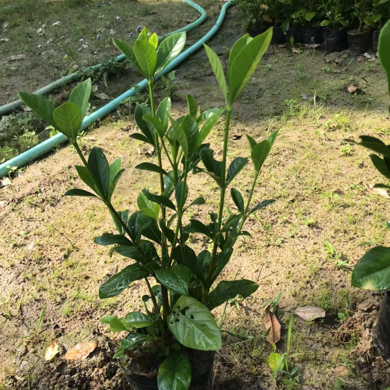 大量七斤袋桅子花出售
