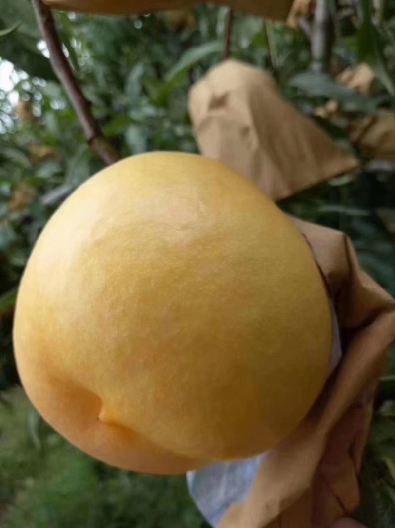 【一件代发】山东蒙阴现摘现发黄油桃黄桃净重5斤包邮