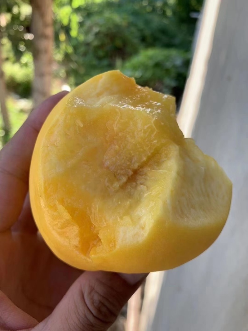 【一件代发】山东蒙阴现摘现发黄油桃黄桃净重5斤包邮