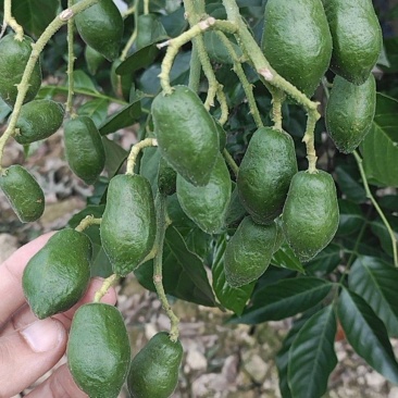 巨丰一号黄皮，仙进奉荔枝，广东第一代香水柠檬苗，
