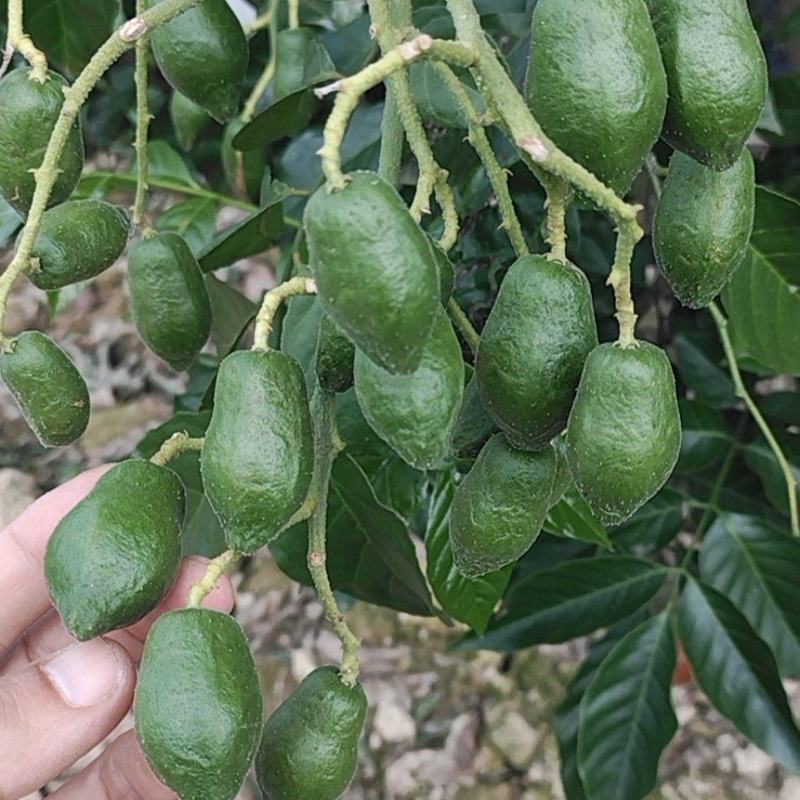 巨丰一号黄皮，仙进奉荔枝，广东第一代香水柠檬苗，