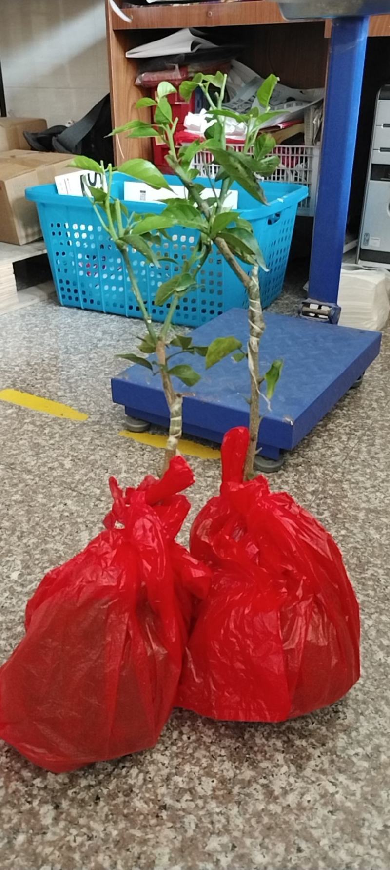 巨丰一号黄皮，仙进奉荔枝，广东第一代香水柠檬苗，