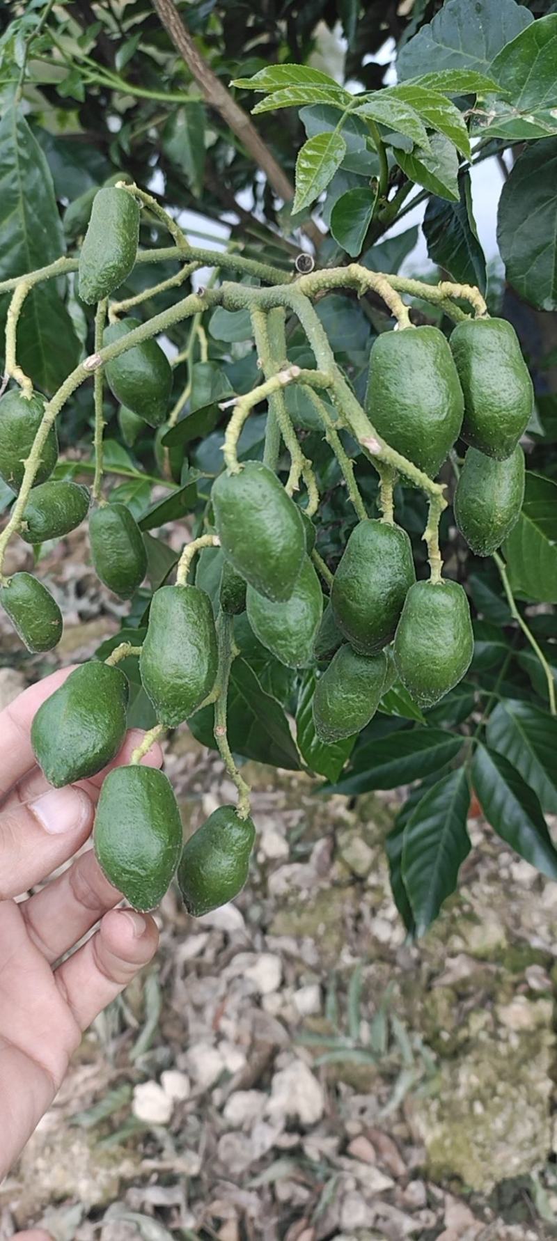 巨丰一号黄皮，仙进奉荔枝，广东第一代香水柠檬苗，